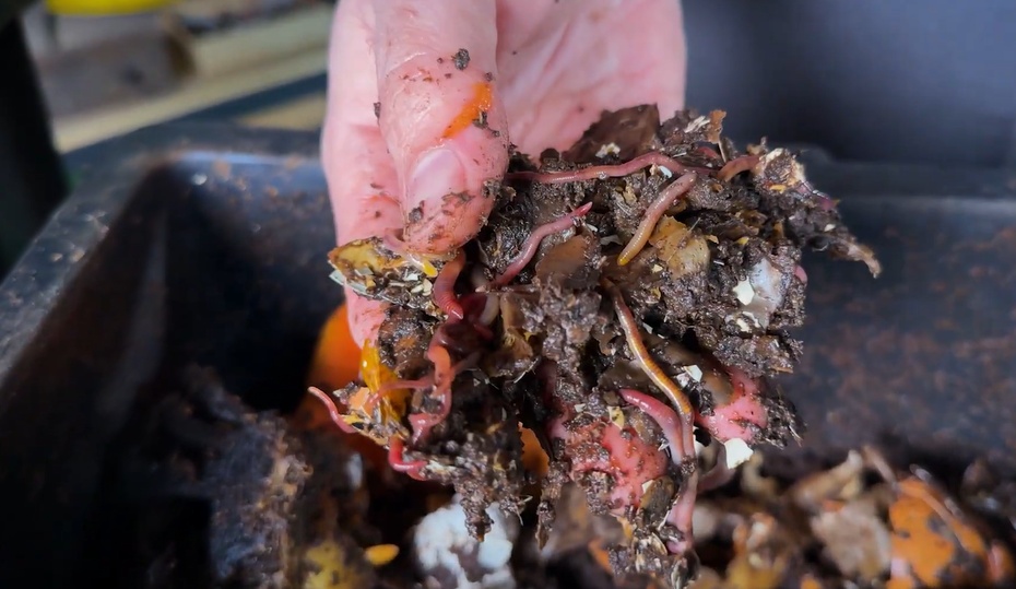 Pegue um punhado de minhocas e coloque sobre a cama com serragem. Cubra levemente com mais serragem/papelão para proteger do sol e estimular a alimentação.