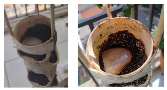 Na parte de cima do cano coloque a pedra de 5 cm, para a água pingar sem remover a terra (na foto já está com as três varetas de fixação da irrigação) .