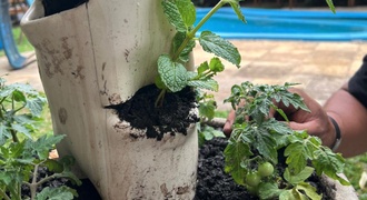 Horta Vertical com Irrigação Automática