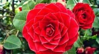 Como fazer uma Make Básica