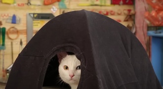 Toca de gato instantânea