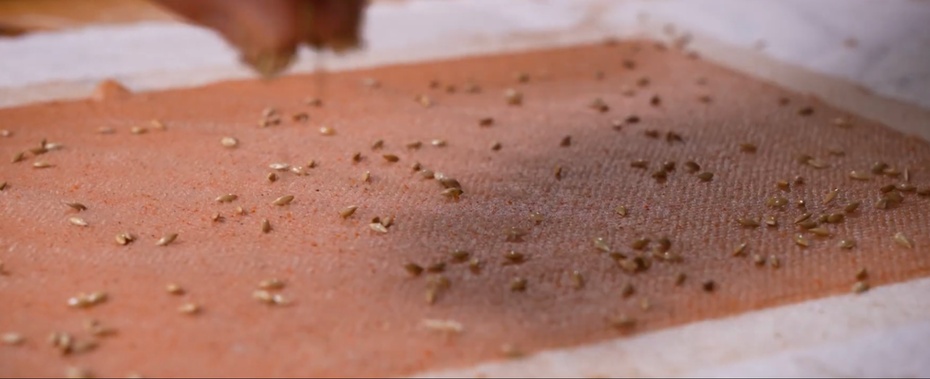 Após moldar a primeira camada de papel, espalhe sementes sobre a superfície ainda úmida. Use sementes pequenas e resistentes: gergelim, manjericão, margarida, cravo etc.