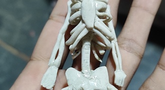 Esqueleto de massinha