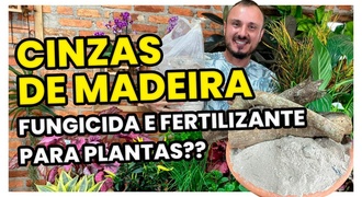 CINZA DE MADEIRA NA AGRICULTURA